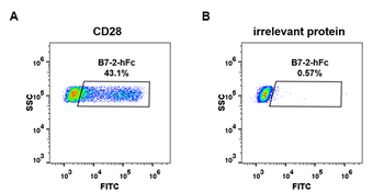 Human TNFRSF1B Protein, hFc Tag