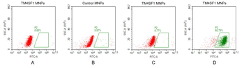 TM4SF1 Biosimilar Antibody
