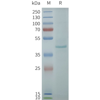 Human NPSR1 full length protein-synthetic nanodisc