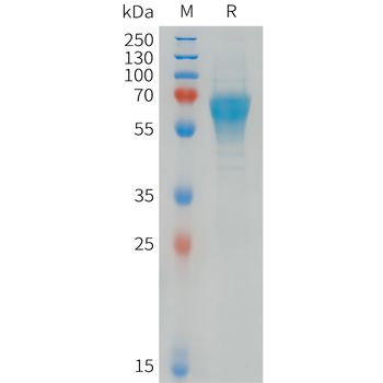Cynomolgus CD24 Protein, hFc Tag