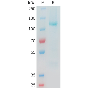 Mouse TSLP Protein, hFc Tag