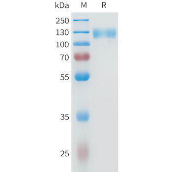 Mouse CD24 Protein, hFc Tag