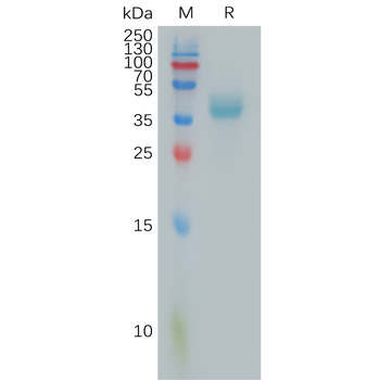 Human CD79A Protein, hFc Tag