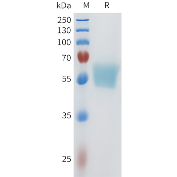 Mouse CD98 Protein, His Tag