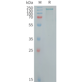 Human IFNA2 Protein, hFc Tag