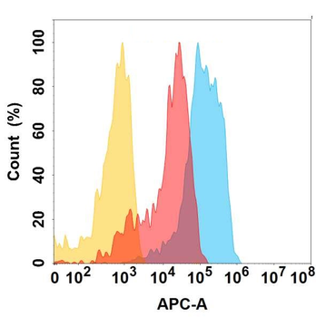 CD98 Antibody