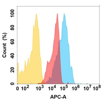 CD166 Antibody