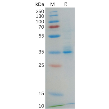 Mouse GPC3(510-559) Protein, hFc Tag