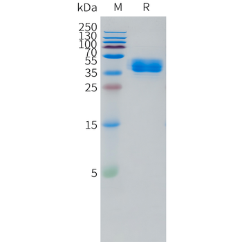 Canine PD-1 Protein, His Tag