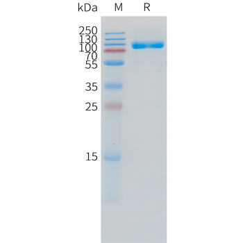 Cynomolgus GPC3(510-559) Protein, hFc Tag