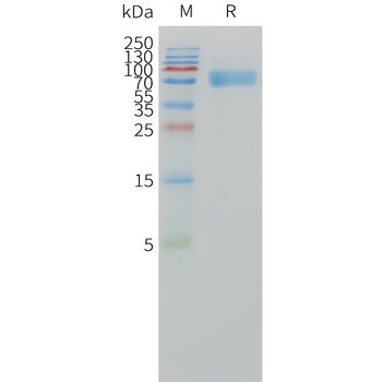 Cynomolgus GPC3(24-552) Protein, hFc Tag