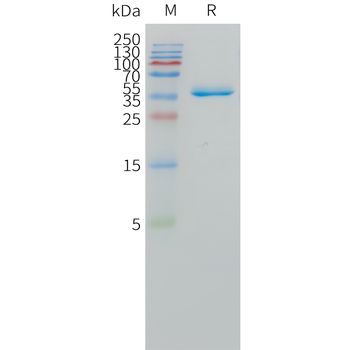 Cynomolgus Nectin-4 Protein, His Tag