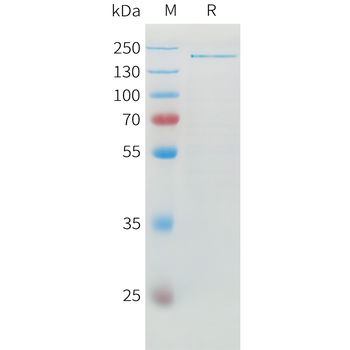 Cynomolgus Mesothelin Protein, His Tag