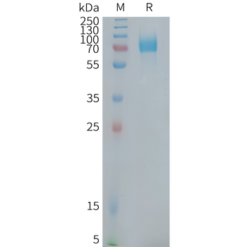 Human B7-H3(140-248) Protein, hFc Tag
