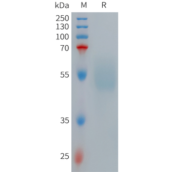 Human TTR Protein, hFc Tag