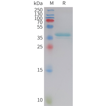 Human B7-H7(132-234) Protein, hFc Tag