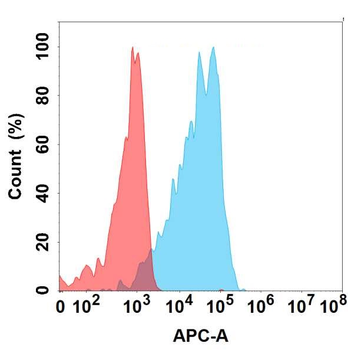 DLL3 Antibody