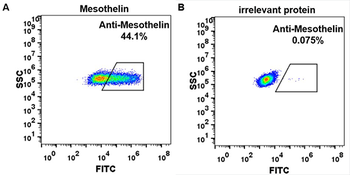 MSLN Biosimilar Antibody