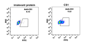 CS1 Antibody