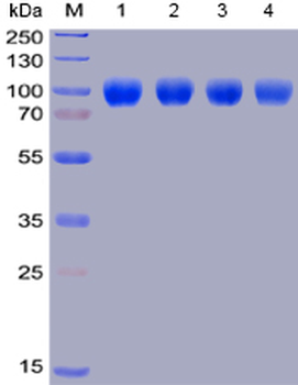 Human SIRPa Protein, hFc-His Tag