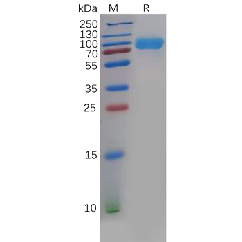 Human OX40-L Protein, mFc-His tag
