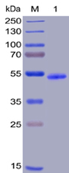 Human CD155 Protein, mFc-His tag