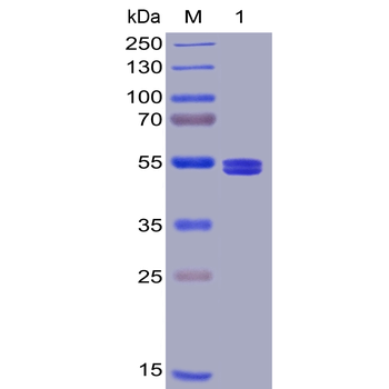 Human B7-H2 Protein, mFc-His Tag