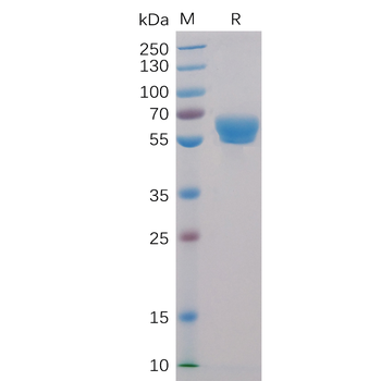 Human TIM3 Protein, mFc-His Tag