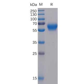 Human SLAMF5 Protein, mFc-His Tag
