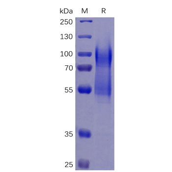 Human ICAM-1 Protein, mFc Tag