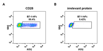 Human NKp30 Protein, hFc Tag
