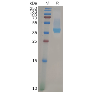 Human B7-2 Protein, hFc Tag