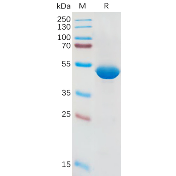 Human GITR Ligand Protein, His tag