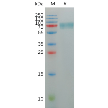 Human ICOS Protein, hFc tag