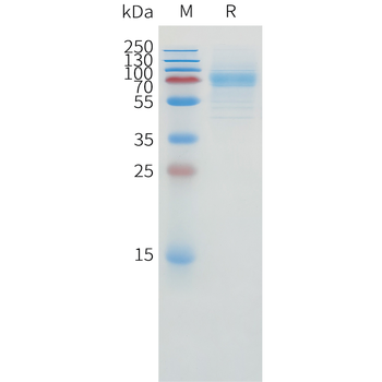 Human 4-1BB Protein, His tag