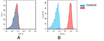 CD138 Antibody
