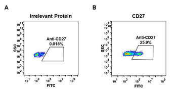 CD27 Antibody