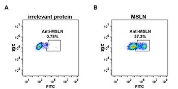 Mesothelin Antibody
