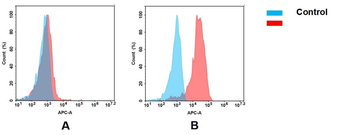 Mesothelin Antibody