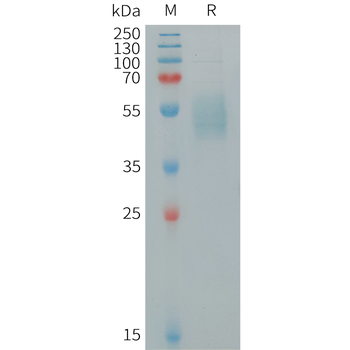 Human BTLA Protein, hFc Tag