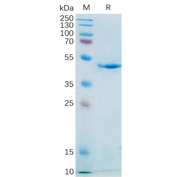 Human BTLA Protein, His Tag