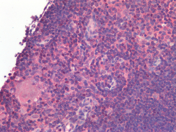 TNFSF4/OX40L/CD252 Antibody