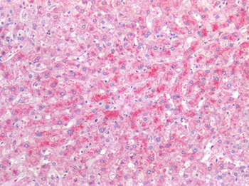VEGFA/VEGF Antibody