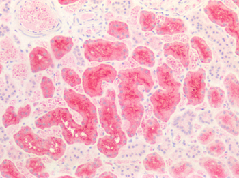 FOLR1/Folate Receptor Alpha Antibody