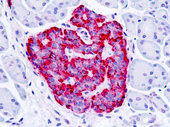 GPER1/GPR30 Antibody