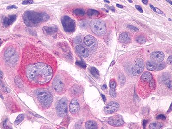 TAAR5 Antibody