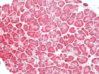 PTGER4/EP4 Antibody