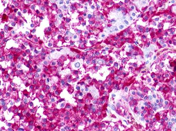 GPR176 Antibody