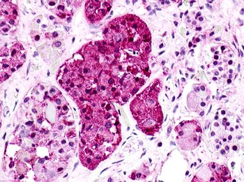 GPR176 Antibody