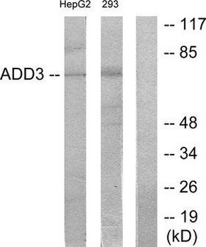 ADD3 Antibody